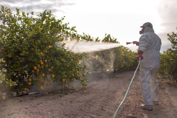 Best Wasp Removal Services  in Fall River, WI
